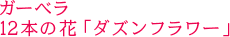 ガーベラ 12本の花「ダズンフラワー」