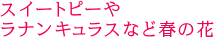 スイートピーやラナンキュラスなど春の花